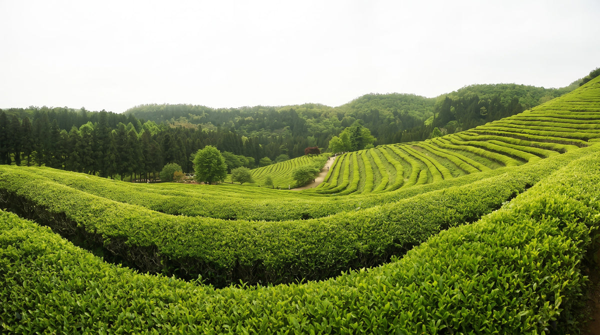 Första flush darjeeling 2022